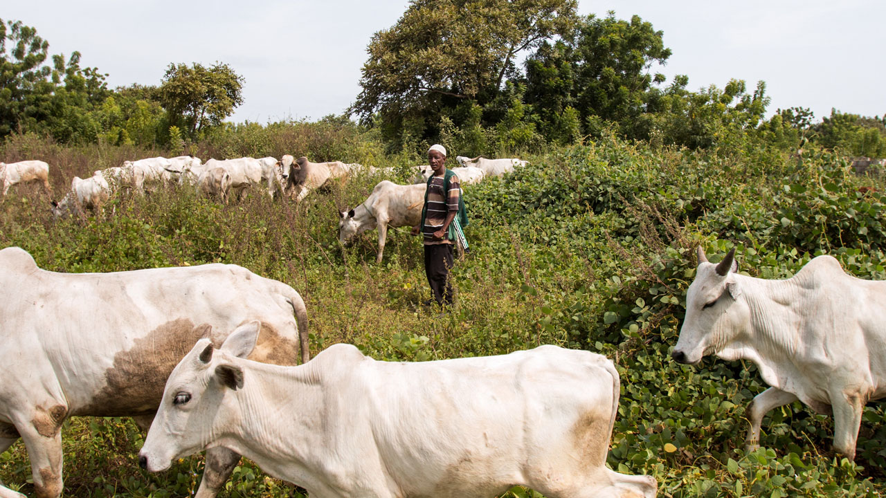 Herdsmen-cattle-Farm-destruction-newsroom