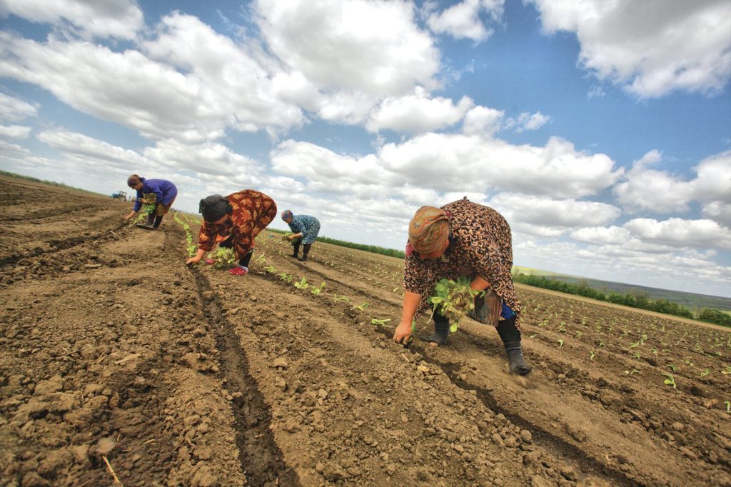 Nigerian Startup AgroAI Raises $8m to Expand AI Tools for Farmers in West Africa